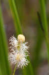 American bur-reed